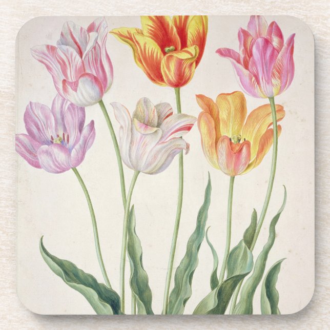 Tulips, from the 'Nassau Florilegium' (w/c on pape Coaster (Front)