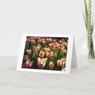 tulips galore holiday card
