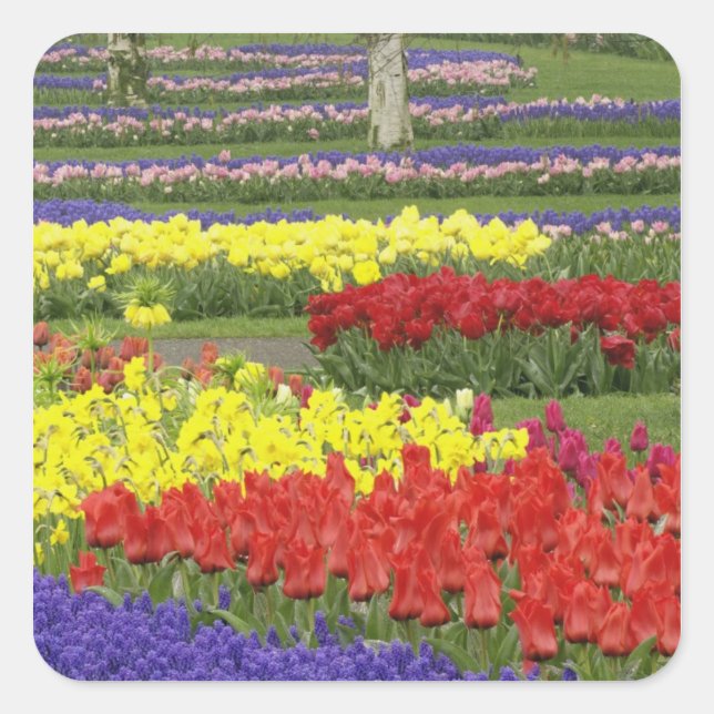 Tulips, Grape Hyacinth, and Daffodils, 2 Square Sticker (Front)