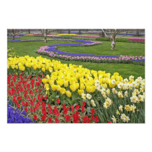 Tulips, Grape Hyacinth, and Daffodils, Photo Print