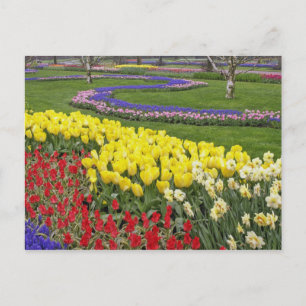 Tulips, Grape Hyacinth, and Daffodils, Postcard