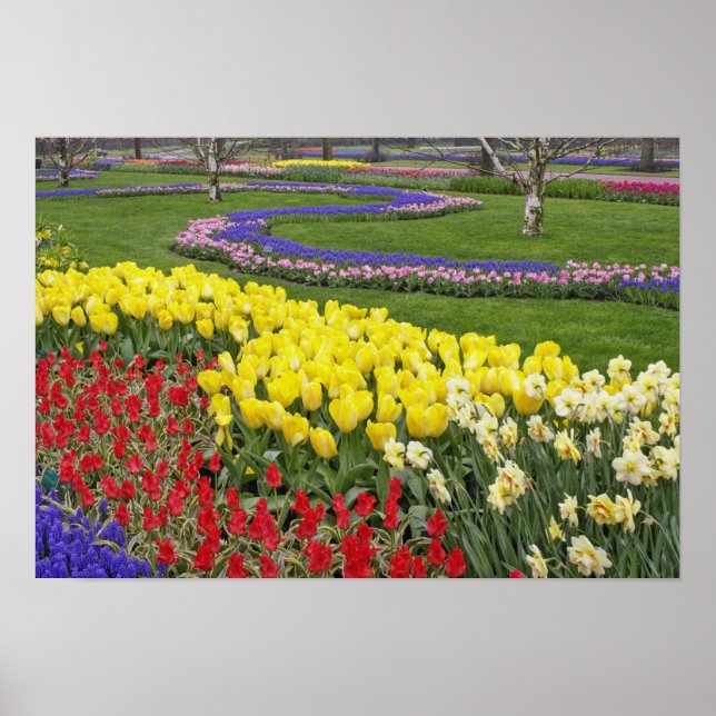 Tulips, Grape Hyacinth, and Daffodils, Poster (Front)