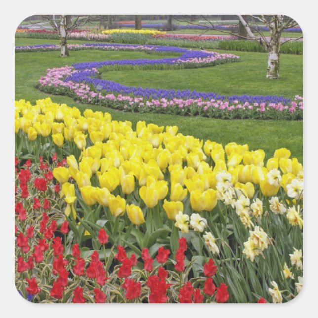 Tulips, Grape Hyacinth, and Daffodils, Square Sticker (Front)