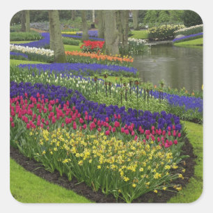 Tulips, Grape Hyacinth, and daffodils, Square Sticker