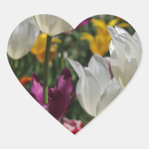 Tulips Heart Sticker