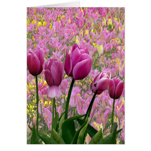 Tulips in a Garden (Front)