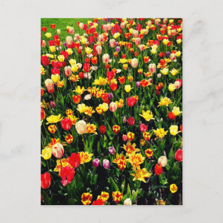 Tulips in Bloom Postcard