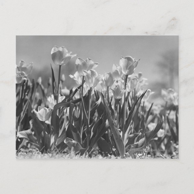 Tulips in bloom postcard (Front)