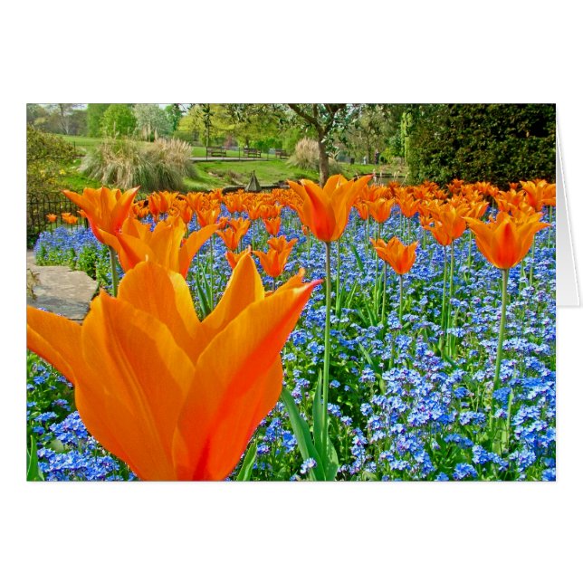 TULIPS IN GOLDERS HILL PARK (Front Horizontal)
