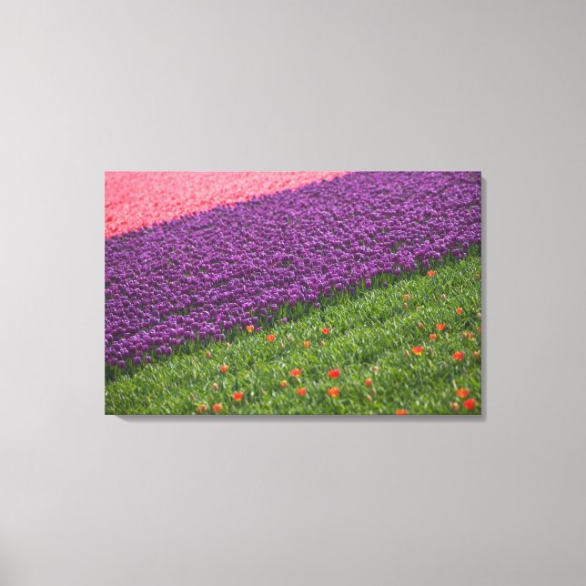 Tulips in Keukenhof Gardens, Amsterdam, 2 Canvas Print (Front)
