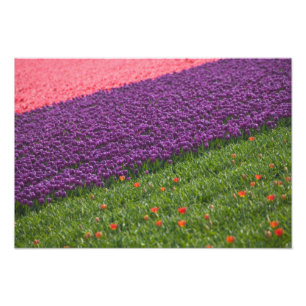 Tulips in Keukenhof Gardens, Amsterdam, 2 Photo Print