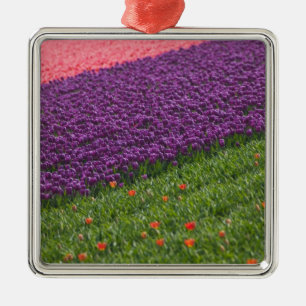 Tulips in Keukenhof Gardens, Amsterdam, 3 Metal Tree Decoration