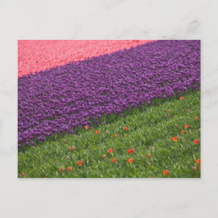 Tulips in Keukenhof Gardens, Amsterdam, 3 Postcard