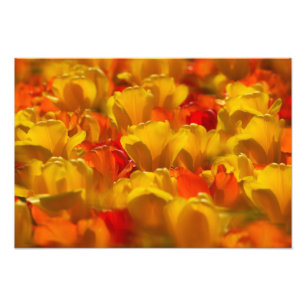 Tulips in Keukenhof Gardens, Amsterdam, Photo Print