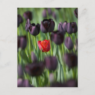 Tulips in Keukenhof Gardens, Amsterdam, Postcard
