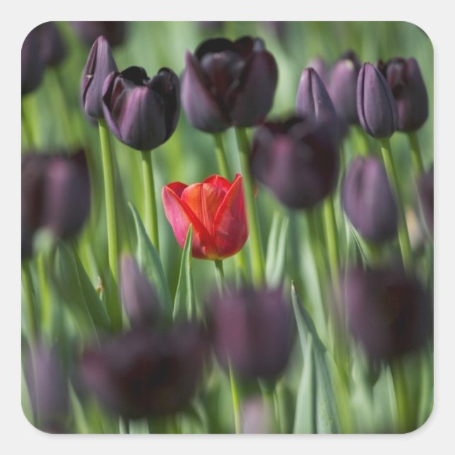 Tulips in Keukenhof Gardens, Amsterdam, Square Sticker (Front)