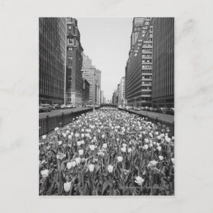 Tulips in middle of city street postcard