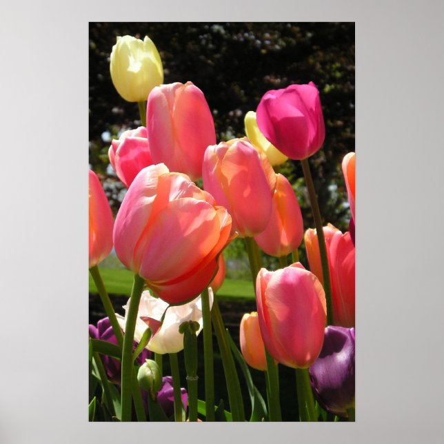tulips in Rhode Island Poster (Front)