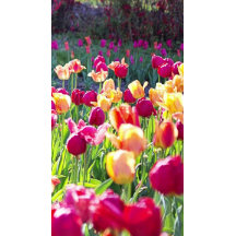 Tulips In Spring