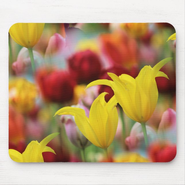 Tulips in Spring Mouse Pad (Front)