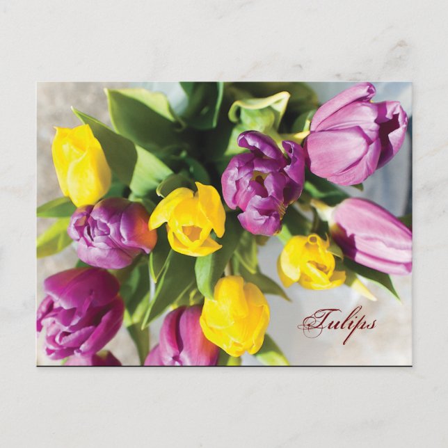 Tulips in Spring Postcard (Front)