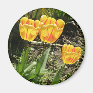 Tulips in the sun Magnet