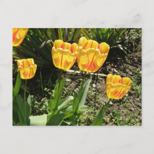 Tulips in the sun Postcard