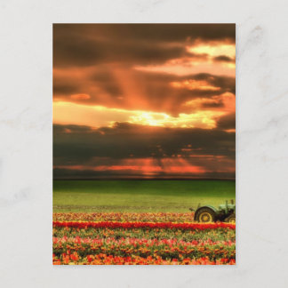 Tulips In The Sunset Postcard
