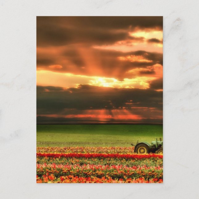 Tulips In The Sunset Postcard (Front)