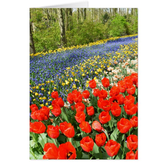 Tulips in woodland (Front)