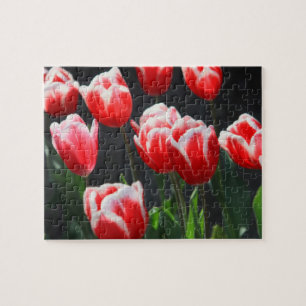 Tulips Jigsaw Puzzle