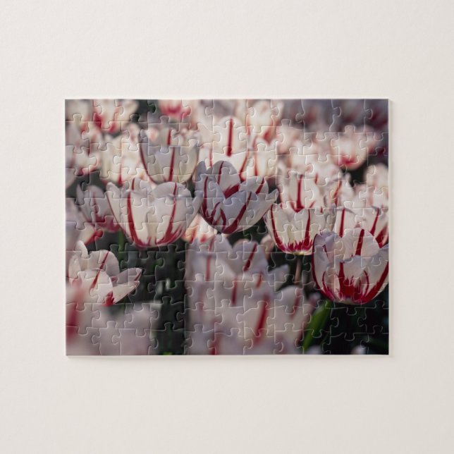 Tulips Jigsaw Puzzle (Horizontal)