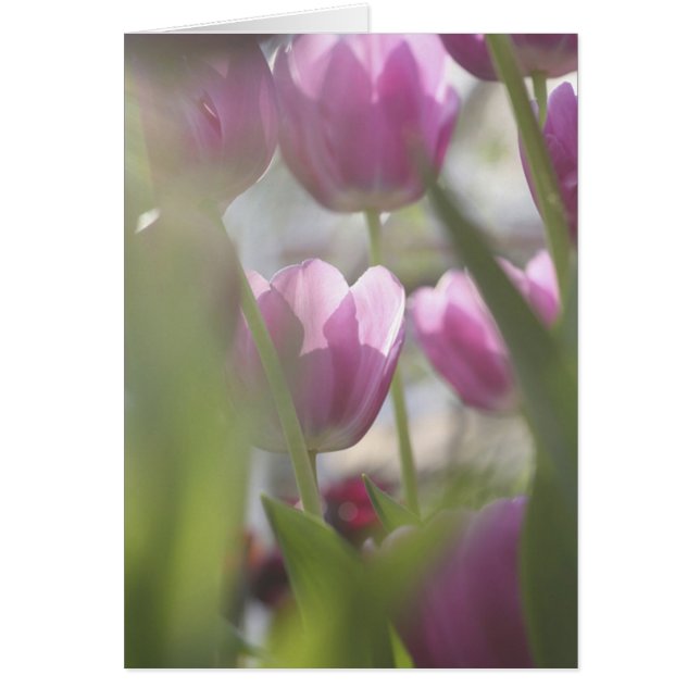 Tulips, Keukenhoff Gardens, Netherlands. (Front)