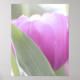 Tulips, Keukenhoff Gardens, Netherlands. 2 Poster