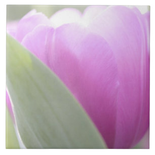 Tulips, Keukenhoff Gardens, Netherlands. 2 Tile