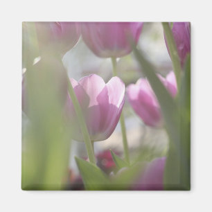 Tulips, Keukenhoff Gardens, Netherlands. Magnet