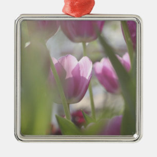 Tulips, Keukenhoff Gardens, Netherlands. Metal Tree Decoration