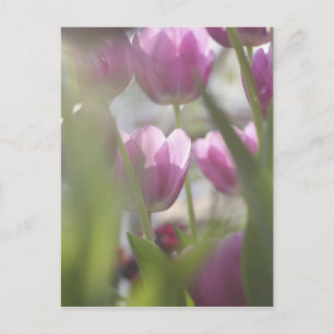 Tulips, Keukenhoff Gardens, Netherlands. Postcard