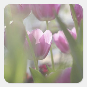 Tulips, Keukenhoff Gardens, Netherlands. Square Sticker