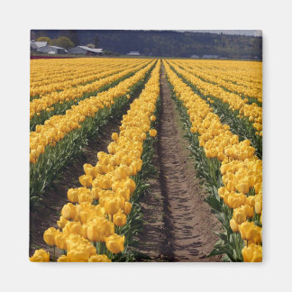tulips kitchen magnet