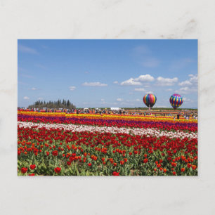Tulips Mania Postcard