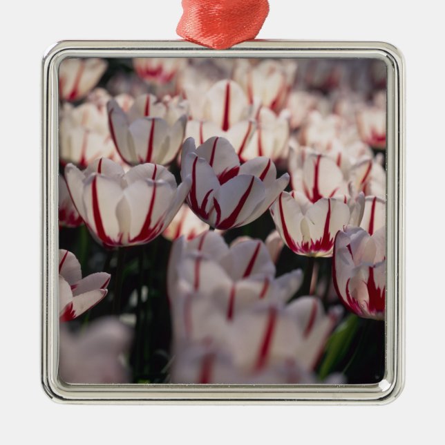 Tulips Metal Tree Decoration (Front)