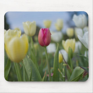 Tulips Mouse Pad