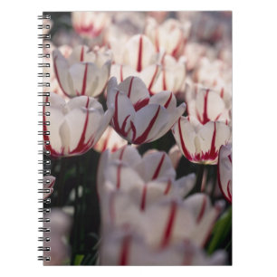 Tulips Notebook