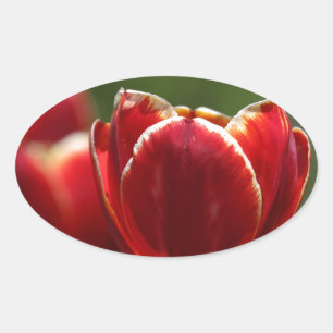 Tulips Oval Sticker