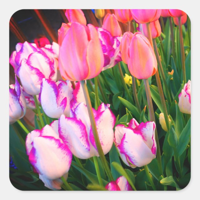 Tulips Peace Flame & Affaire #2 Stickers (Front)