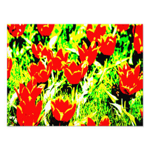 Tulips Photo Print