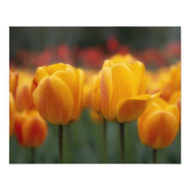 Tulips Photo Print (Front)