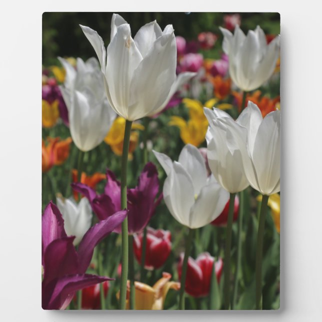 Tulips Plaque (Front)
