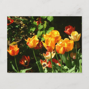 Tulips Postcard